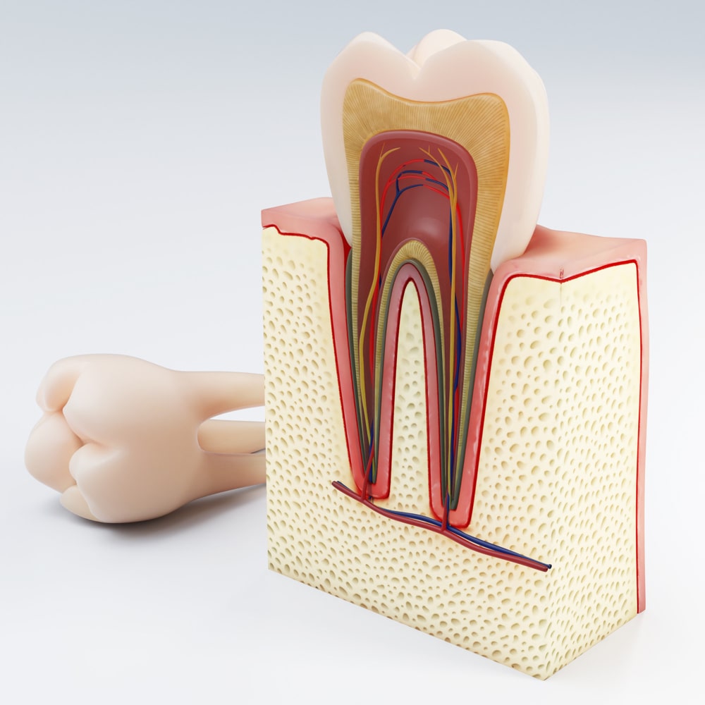 tooth cut in half